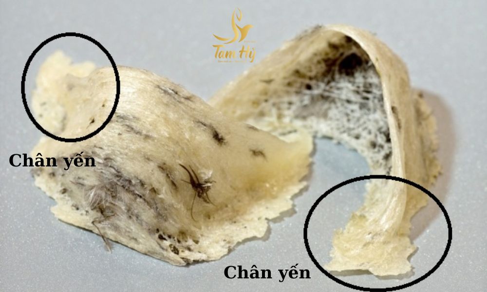 Chân Yến