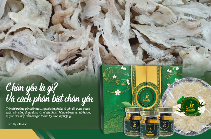 Chân yến là gì? Sự khác biệt giữa chân yến và tổ yến